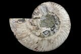 Cut & Polished Ammonite Fossil (Half) - Madagascar #162160-1